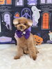 まろんちゃん「Happy Halloween 2026🎃」