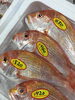 「魚魚市場鮮魚コーナーおすすめは「レンコ鯛・青さ」です♪」