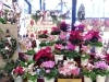 「【はなや皆生ホック店】鮮やかな冬の花たち♪」