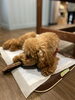 野生鹿の背骨をガジガジ(*´艸`)♡「宇治にOPENしたドッグランK-wood Dog Runの可愛い看板犬がDankeに遊びに来てくれました♪」