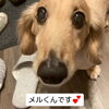 ワンちゃんのお客様「ご予約はお早めに！夏の出雲＆穴場月間９月の出雲旅行はみんなのお宿【神楽荘】へ！」
