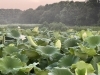 今回お目当ての蓮の花。残念ながら咲きませんでした。「蓮の花は開花する瞬間、音が鳴る！？」