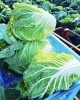 大きな白菜「《毎日を整える、体にやさしい、ナチュラルフードライフ☆》上田農園（西京区大原野） ＠どゆか」