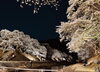 鮎河千本桜「甲賀市　お花見」