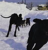 「雪の中元気にトレーニングしています！」