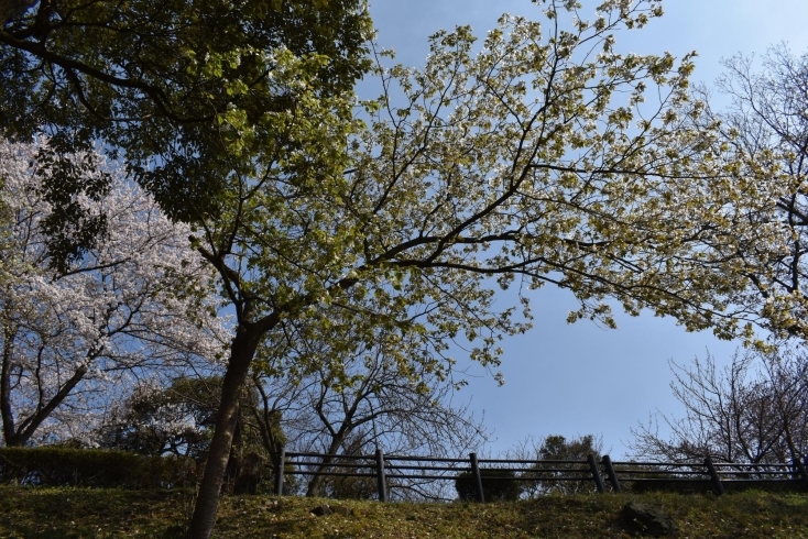 「ソメイヨシノ　見頃迎えています」