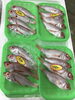 「魚魚市場鮮魚コーナーおすすめは「いわし・のどぐろ」です♪」