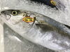 「魚魚市場鮮魚コーナーおすすめは「ワタリガニ」です♪」