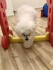 ヨイショ。バーを外して… またぎます　^^;「ましゅまろ幼稚園　^ - ^」