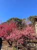 結城神社「結城神社⛩」
