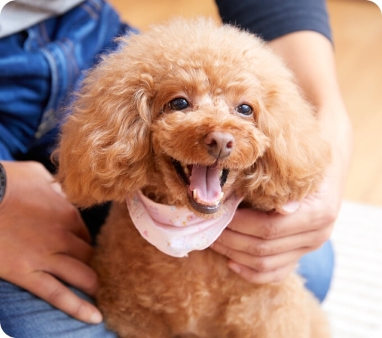 「しつけ相談・出張トレーニング・クレートトレーニング・散歩の引張防止・ドッグトレーナー・犬の保育園・ハッピーテイル・新潟市中央区・看板犬のいる店♪」