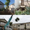 「伐採作業　Before after」