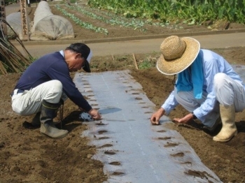 白菜のまき直し