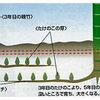 ＜タケノコの生まれる様子＞　京都・西山丘陵一帯の「たけのこ畑」伝統栽培　