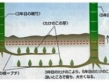＜タケノコの生まれる様子＞　京都・西山丘陵一帯の「たけのこ畑」伝統栽培　