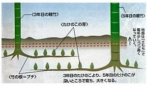 「＜タケノコの生まれる様子＞　京都・西山丘陵一帯の「たけのこ畑」伝統栽培　」