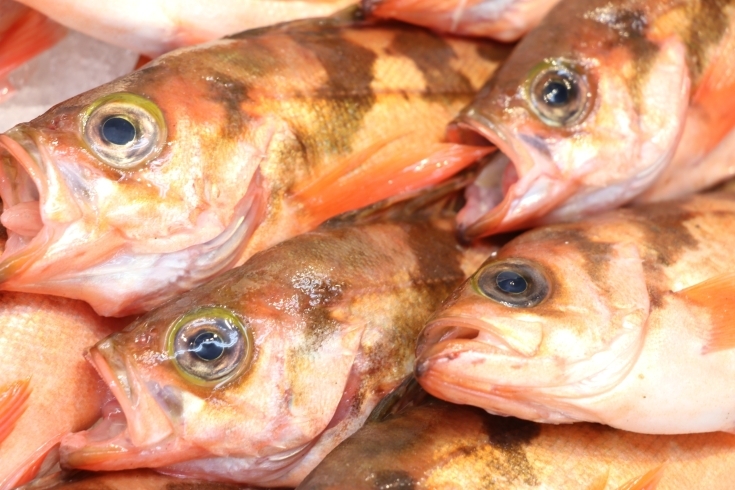 「八千代市、佐倉市の鮮魚店  　勝田台から徒歩10分　 魚や山粋（ヤマスイ)    下北　釣メバル」