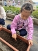 「八女市で保育園をお探しの保護者様へ　玉ねぎの苗植え」
