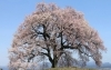 わに塚の桜 お花見特集 まいぷれ 甲府市 昭和町