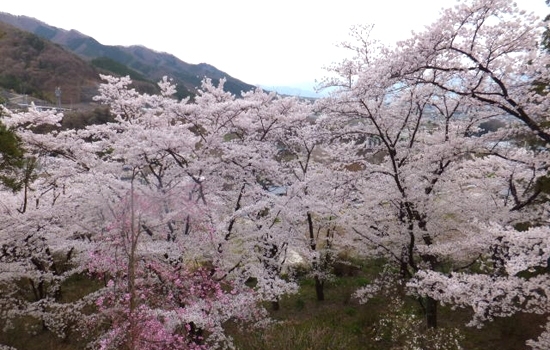 大善寺の桜 お花見特集 まいぷれ 甲府市 昭和町