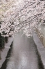 呑川からの桜 お花見特集 まいぷれ 大田区