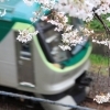 池上線と桜