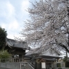 春爛漫！　満開に咲き誇る桜～狭山市駅西口周辺～