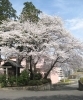 春爛漫！ 満開に咲き誇る桜～狭山市駅西口周辺～ | 西口だもの
