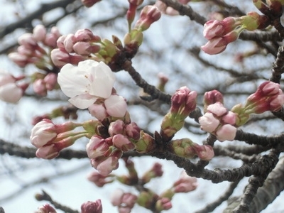 ↑ 一分咲きぐらいかな♪ ↑<br>つぼみの色がとっても綺麗ですね。