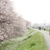 多摩川土手沿いの二十一世紀桜