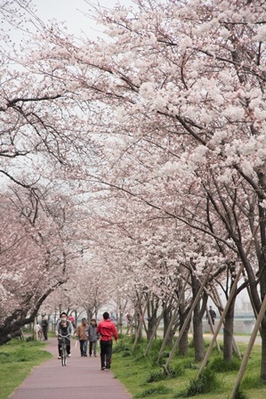 多摩川土手沿いの二十一世紀桜 お花見特集 まいぷれ 大田区