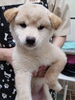 「【北上市WAN'S】柴犬のわんちゃんのご紹介です(*´꒳`*)」