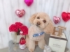 「もうすぐバレンタインデー♡！シャンプー・トリミング後には可愛く記念撮影しましょ♪」