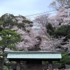 池上本門寺の桜