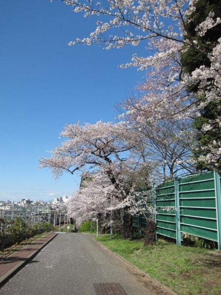 大岡山地区の桜名所 お花見特集 まいぷれ 大田区