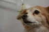 1月29日 カットコースのマロンちゃん 犬猫のトリミング屋さんぽちのうち 犬 猫のトリミング屋さん ぽちのうちのニュース まいぷれ 船橋市