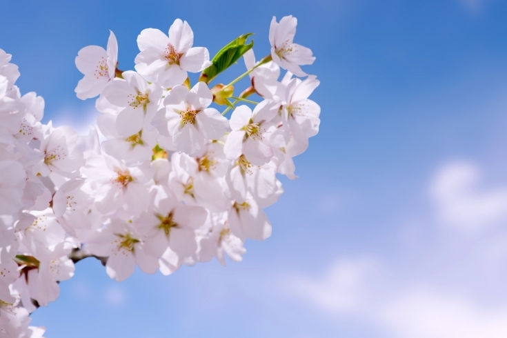 「シティホテルでゆっくりお花見はいかがですか？」