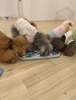 みんなでノーズワーク😋「ましゅまろ幼稚園🐾」