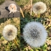 「春になって英語を学び始めませんか?」