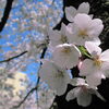 【No.154】　2014年　新宿の桜　神田川沿い1