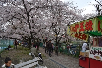川沿いの遊歩道は桜並木のトンネルです。