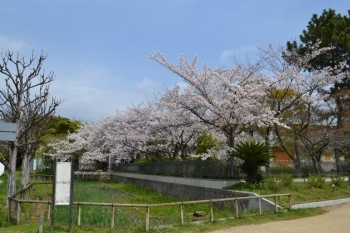 旧高齢福祉施設に沿った桜。<br>こちらは満開のようです！