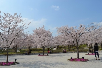 広場に一歩踏み出せばまるで別世界！<br>子ども大人も心温まる桜の光景です。