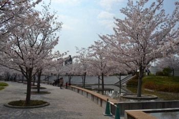 園内にせせらぐカスケードと桜。<br>このコントラストも非常に美しいですね。