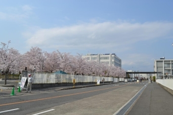 この桜を見て出社する社員の皆さんが<br>桜ファンにとっては羨ましいことですね！