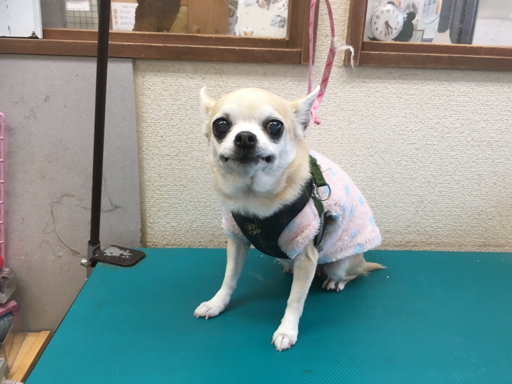 2月12日 オプションコースのりあんちゃん 犬猫のトリミング屋