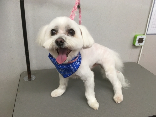 2月16日 カットコースのミントちゃん 犬猫のトリミング屋さんぽちのうち 犬 猫のトリミング屋さん ぽちのうちのニュース まいぷれ 船橋市