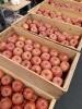 「青森県産ふじ木箱1400円！」