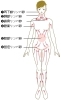 50年以上 女性皮下脂肪