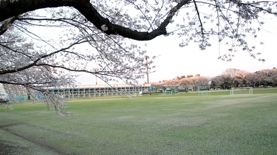 桜の日立台はまた来年！